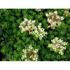 Rød Stenurt 'Album Superbum' Sedum Spurium 'Album Superbum' 10 Cm. Potte -Osmo Salgsbutik mi3237 sedum spurium album superbum 39ff