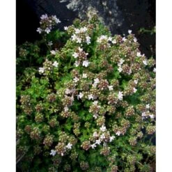 Krybende Timian 'Pink Chintz' Thymus Praecox 'Pink Chintz' 10 Cm. Potte -Osmo Salgsbutik mi3252 thymus praecox pink chintz 83b1
