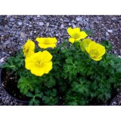 Dværg-Engblomme Trollius Pumilus 1 Liter Potte -Osmo Salgsbutik mi3253 trollius pumilus 26a2