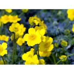 Dværg-Engblomme Trollius Pumilus 1 Liter Potte -Osmo Salgsbutik mi3253 trollius pumilus 5900