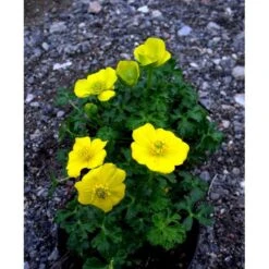 Dværg-Engblomme Trollius Pumilus 1 Liter Potte -Osmo Salgsbutik mi3253 trollius pumilus b639