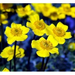 Dværg-Engblomme Trollius Pumilus 1 Liter Potte -Osmo Salgsbutik mi3253 trollius pumilus c60e