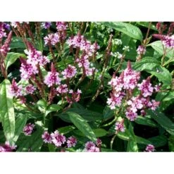 Spyd-Jernurt 'Pink Spires' Verbena Hastata 'Pink Spires' 1 Liter Potte -Osmo Salgsbutik mi3257 verbena hastata pink spires fc56