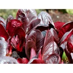 Kæmpestenbræk Bergenia Purpurascens 1 Liter Potte