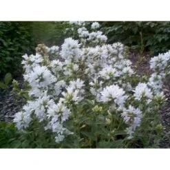 Nøgleklokke 'Schneekrone' Campanula Glomerata 'Schneekrone' 1 Liter Potte -Osmo Salgsbutik mi3267 campanula glomerata schneekrone 61ac