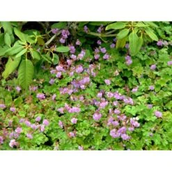 Engelsk Storkenæb 'Karmina' Geranium Cantabrigiense 'Karmina' 10 Cm. Potte -Osmo Salgsbutik mi3271 geranium cantabrigiense karmina 2b78