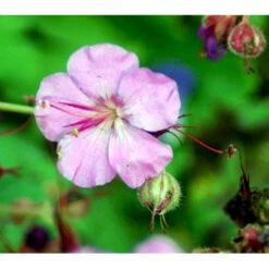 Engelsk Storkenæb 'Karmina' Geranium Cantabrigiense 'Karmina' 10 Cm. Potte -Osmo Salgsbutik mi3271 geranium cantabrigiense karmina 6e07