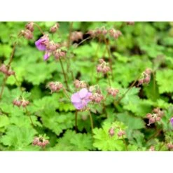 Engelsk Storkenæb 'Karmina' Geranium Cantabrigiense 'Karmina' 10 Cm. Potte -Osmo Salgsbutik mi3271 geranium cantabrigiense karmina 7ecf