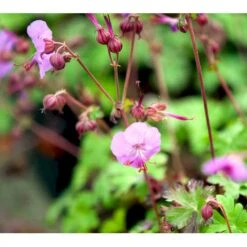 Engelsk Storkenæb 'Karmina' Geranium Cantabrigiense 'Karmina' 10 Cm. Potte -Osmo Salgsbutik mi3271 geranium cantabrigiense karmina 9da2