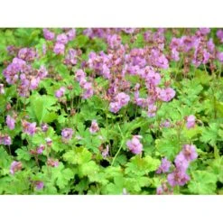 Engelsk Storkenæb 'Karmina' Geranium Cantabrigiense 'Karmina' 10 Cm. Potte -Osmo Salgsbutik mi3271 geranium cantabrigiense karmina aeed