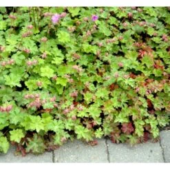 Engelsk Storkenæb 'Karmina' Geranium Cantabrigiense 'Karmina' 10 Cm. Potte -Osmo Salgsbutik mi3271 geranium cantabrigiense karmina f688