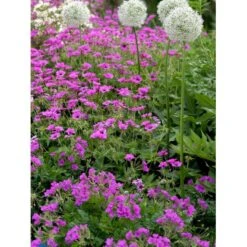 Storkenæb 'Patricia' Geranium Hybrid 'Patricia' 1 Liter Potte -Osmo Salgsbutik mi3278 geranium hybrid patricia 41a1