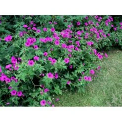 Storkenæb 'Patricia' Geranium Hybrid 'Patricia' 1 Liter Potte -Osmo Salgsbutik mi3278 geranium hybrid patricia 458b