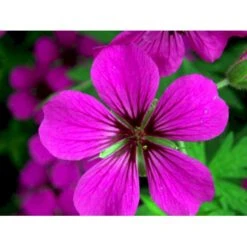 Storkenæb 'Patricia' Geranium Hybrid 'Patricia' 1 Liter Potte -Osmo Salgsbutik mi3278 geranium hybrid patricia 4c59