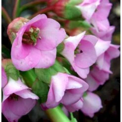 Kæmpestenbræk 'Baby Doll' Bergenia Cordifolia 'Baby Doll' 1 Liter Potte -Osmo Salgsbutik mi327 bergenia baby doll 3820