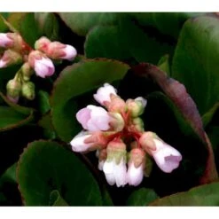 Kæmpestenbræk 'Baby Doll' Bergenia Cordifolia 'Baby Doll' 1 Liter Potte -Osmo Salgsbutik mi327 bergenia baby doll 8194