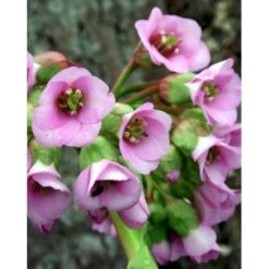 Kæmpestenbræk 'Baby Doll' Bergenia Cordifolia 'Baby Doll' 1 Liter Potte -Osmo Salgsbutik mi327 bergenia baby doll ebec