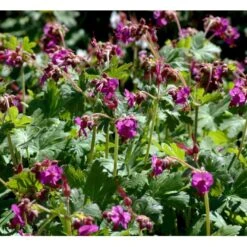 Storrodet Storkenæb 'Bevan's Variety' Geranium Macrorrhizum 'Bevan's Variety' 10 Cm. Potte