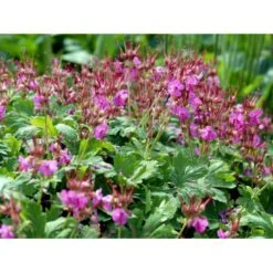 Storrodet Storkenæb 'Bevan's Variety' Geranium Macrorrhizum 'Bevan's Variety' 10 Cm. Potte -Osmo Salgsbutik mi3285 geranium macrorrhizum bevan s variety 9e73
