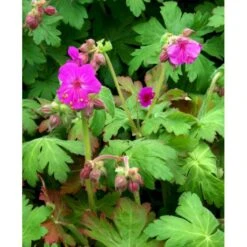 Storrodet Storkenæb 'Bevan's Variety' Geranium Macrorrhizum 'Bevan's Variety' 10 Cm. Potte -Osmo Salgsbutik mi3285 geranium macrorrhizum bevan s variety d5c1