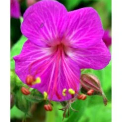 Storrodet Storkenæb 'Bevan's Variety' Geranium Macrorrhizum 'Bevan's Variety' 10 Cm. Potte -Osmo Salgsbutik mi3285 geranium macrorrhizum bevan s variety e201