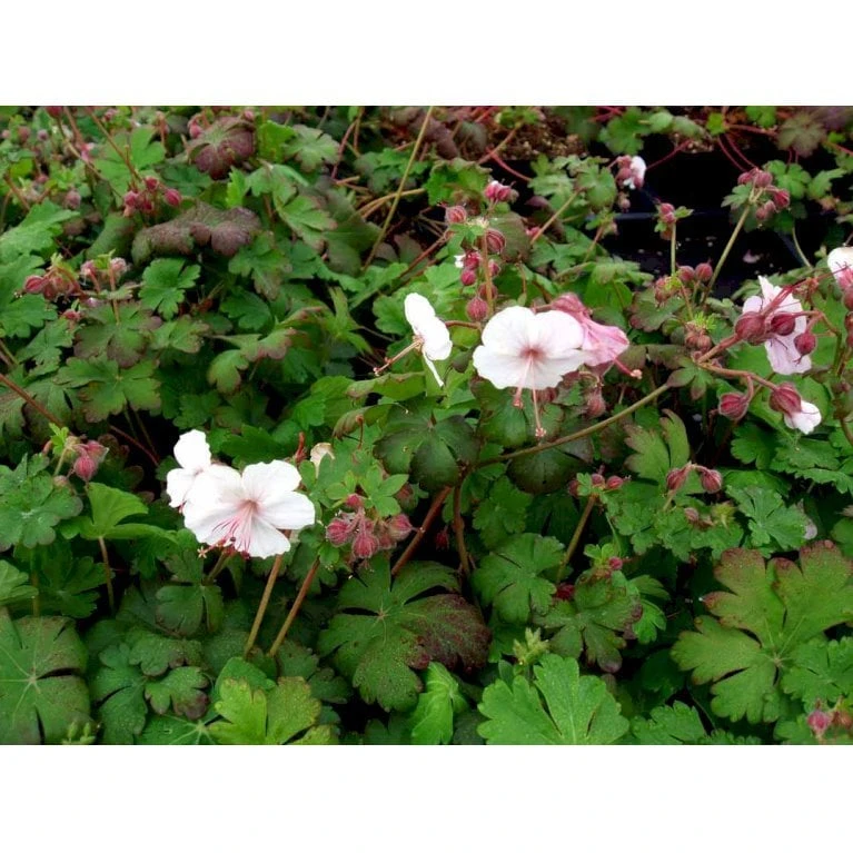 Storrodet Storkenæb 'Spessart' Geranium Macrorrhizum 'Spessart' 10 Cm. Potte 6 Storrodet Storkenæb 'Spessart' Geranium Macrorrhizum 'Spessart' 10 Cm. Potte - Billede 4