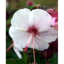 Storrodet Storkenæb 'Spessart' Geranium Macrorrhizum 'Spessart' 10 Cm. Potte 11 Storrodet Storkenæb 'Spessart' Geranium Macrorrhizum 'Spessart' 10 Cm. Potte -Osmo Salgsbutik mi3287 geranium macrorrhizum spessart b0b2