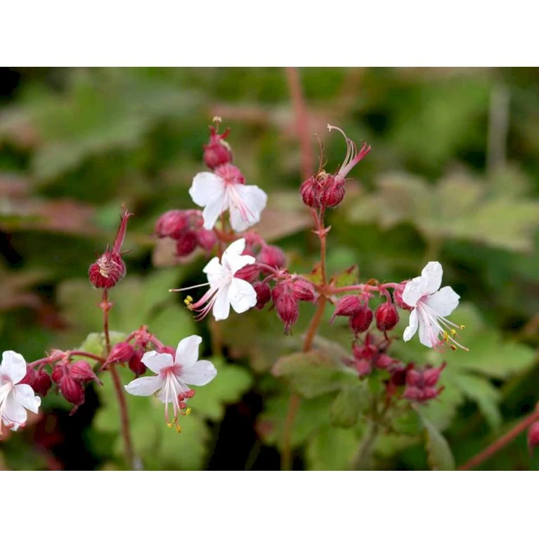 Storrodet Storkenæb 'Spessart' Geranium Macrorrhizum 'Spessart' 10 Cm. Potte 8 Storrodet Storkenæb 'Spessart' Geranium Macrorrhizum 'Spessart' 10 Cm. Potte - Billede 6