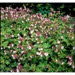 Storrodet Storkenæb 'Spessart' Geranium Macrorrhizum 'Spessart' 10 Cm. Potte 15 Storrodet Storkenæb 'Spessart' Geranium Macrorrhizum 'Spessart' 10 Cm. Potte -Osmo Salgsbutik mi3287 geranium macrorrhizum spessart f863