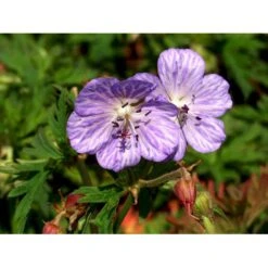 Eng-Storkenæb 'Mrs Kendall Clark' Geranium Pratense 'Mrs Kendall Clark' 1 Liter Potte -Osmo Salgsbutik mi3289 geranium pratense mrs kendall clark f6df