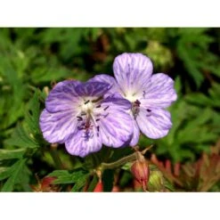 Eng-Storkenæb 'Mrs Kendall Clark' Geranium Pratense 'Mrs Kendall Clark' 1 Liter Potte -Osmo Salgsbutik mi3289 geranium pratense mrs kendall clark f7ab