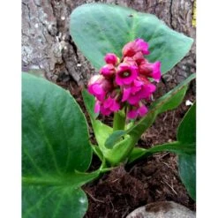 Kæmpestenbræk 'Rotblum' Bergenia Cordifolia 'Rotblum' 1 Liter Potte -Osmo Salgsbutik mi328 bergenia cordifolia rotblum 9ad7