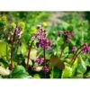 Kæmpestenbræk 'Rotblum' Bergenia Cordifolia 'Rotblum' 1 Liter Potte 2 Kæmpestenbræk 'Rotblum' Bergenia Cordifolia 'Rotblum' 1 Liter Potte -Osmo Salgsbutik mi328 bergenia cordifolia rotblum c7c8