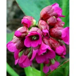 Kæmpestenbræk 'Rotblum' Bergenia Cordifolia 'Rotblum' 1 Liter Potte -Osmo Salgsbutik mi328 bergenia cordifolia rotblum cfe8