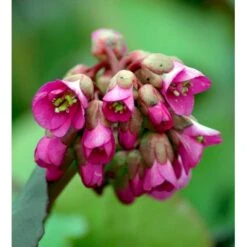 Kæmpestenbræk 'Rotblum' Bergenia Cordifolia 'Rotblum' 1 Liter Potte -Osmo Salgsbutik mi328 bergenia cordifolia rotblum dbac