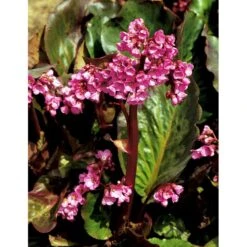 Kæmpestenbræk 'Rotblum' Bergenia Cordifolia 'Rotblum' 1 Liter Potte -Osmo Salgsbutik mi328 bergenia cordifolia rotblum fc92