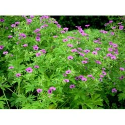 Armenisk Storkenæb Geranium Psilostemon 1 Liter Potte -Osmo Salgsbutik mi3291 geranium psilostemon 12e3
