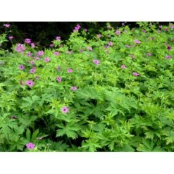Armenisk Storkenæb Geranium Psilostemon 1 Liter Potte -Osmo Salgsbutik mi3291 geranium psilostemon 2873