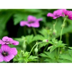 Armenisk Storkenæb Geranium Psilostemon 1 Liter Potte -Osmo Salgsbutik mi3291 geranium psilostemon c0bd
