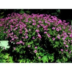 Armenisk Storkenæb Geranium Psilostemon 1 Liter Potte -Osmo Salgsbutik mi3291 geranium psilostemon e28d