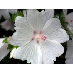 Moskus-Katost 'Alba' Malva Moschata 'Alba' 1 Liter Potte 11 Moskus-Katost 'Alba' Malva Moschata 'Alba' 1 Liter Potte -Osmo Salgsbutik mi3301 malva moschata alba 4b03