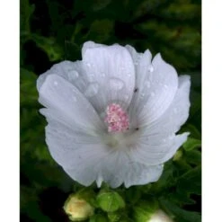 Moskus-Katost 'Alba' Malva Moschata 'Alba' 1 Liter Potte 13 Moskus-Katost 'Alba' Malva Moschata 'Alba' 1 Liter Potte -Osmo Salgsbutik mi3301 malva moschata alba a8df