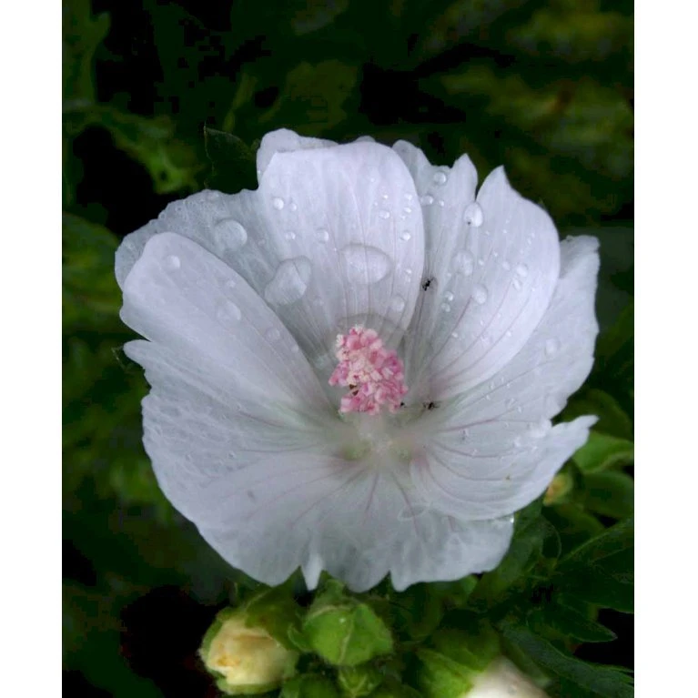Moskus-Katost 'Alba' Malva Moschata 'Alba' 1 Liter Potte 8 Moskus-Katost 'Alba' Malva Moschata 'Alba' 1 Liter Potte - Billede 6