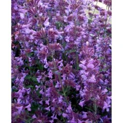 Blåkant 'Walker's Low' Nepeta Faassenii 'Walker's Low' 1 Liter Potte 12 Blåkant 'Walker's Low' Nepeta Faassenii 'Walker's Low' 1 Liter Potte -Osmo Salgsbutik mi3305 nepeta walker s low 2ee1