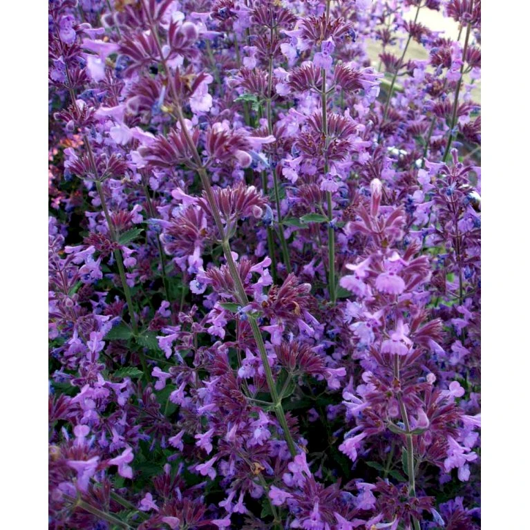 Blåkant 'Walker's Low' Nepeta Faassenii 'Walker's Low' 1 Liter Potte 6 Blåkant 'Walker's Low' Nepeta Faassenii 'Walker's Low' 1 Liter Potte - Billede 4