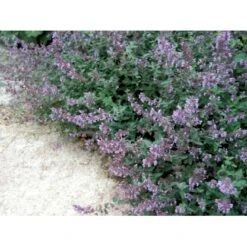 Blåkant 'Walker's Low' Nepeta Faassenii 'Walker's Low' 1 Liter Potte 15 Blåkant 'Walker's Low' Nepeta Faassenii 'Walker's Low' 1 Liter Potte -Osmo Salgsbutik mi3305 nepeta walker s low ab80