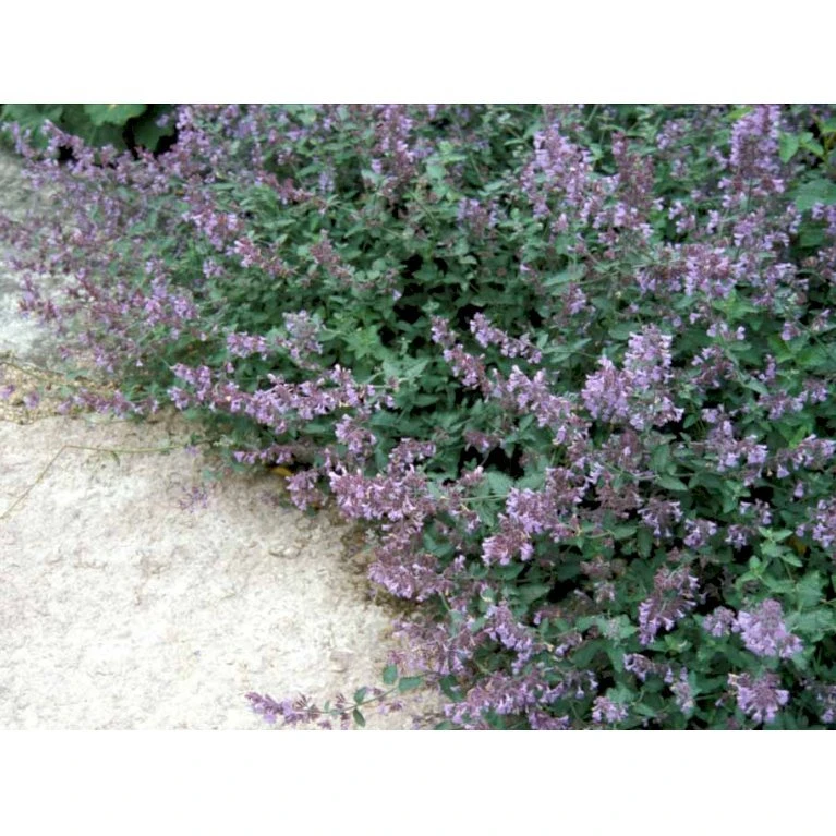 Blåkant 'Walker's Low' Nepeta Faassenii 'Walker's Low' 1 Liter Potte 9 Blåkant 'Walker's Low' Nepeta Faassenii 'Walker's Low' 1 Liter Potte - Billede 7