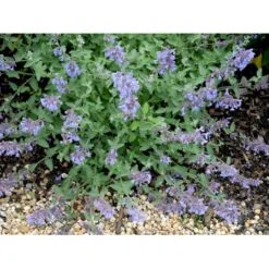 Blåkant 'Walker's Low' Nepeta Faassenii 'Walker's Low' 1 Liter Potte 13 Blåkant 'Walker's Low' Nepeta Faassenii 'Walker's Low' 1 Liter Potte -Osmo Salgsbutik mi3305 nepeta walker s low b56a