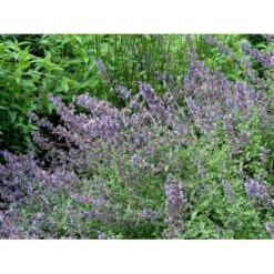 Blåkant 'Walker's Low' Nepeta Faassenii 'Walker's Low' 1 Liter Potte 14 Blåkant 'Walker's Low' Nepeta Faassenii 'Walker's Low' 1 Liter Potte -Osmo Salgsbutik mi3305 nepeta walker s low d57d