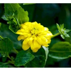 Solhat 'Goldquelle' Rudbeckia Laciniata 'Goldquelle' 1 Liter Potte -Osmo Salgsbutik mi3306 rudbeckia laciniata goldquelle 04cd